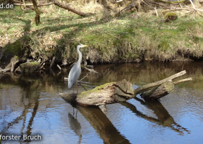 Lüttelforster Bruch