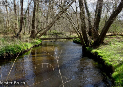 Lüttelforster Bruch
