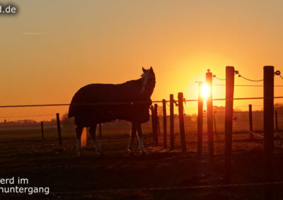 Pferd Sonnenuntergang