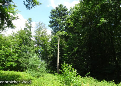 Tüschenbroicher Wald